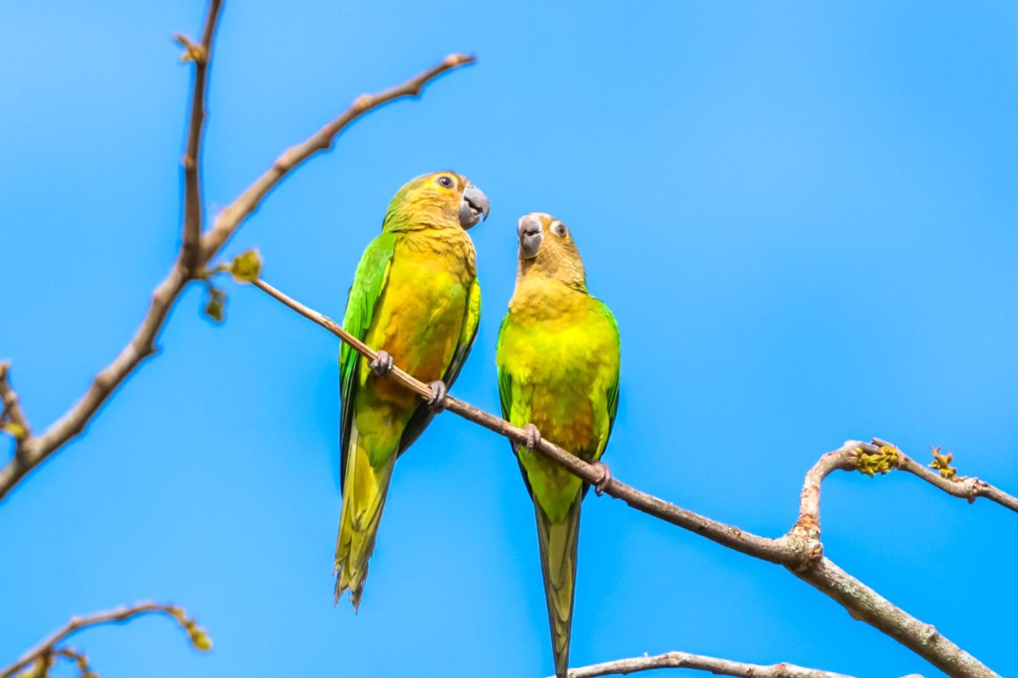 Hotel Paloverde Villas Campestres Apiay 外观 照片